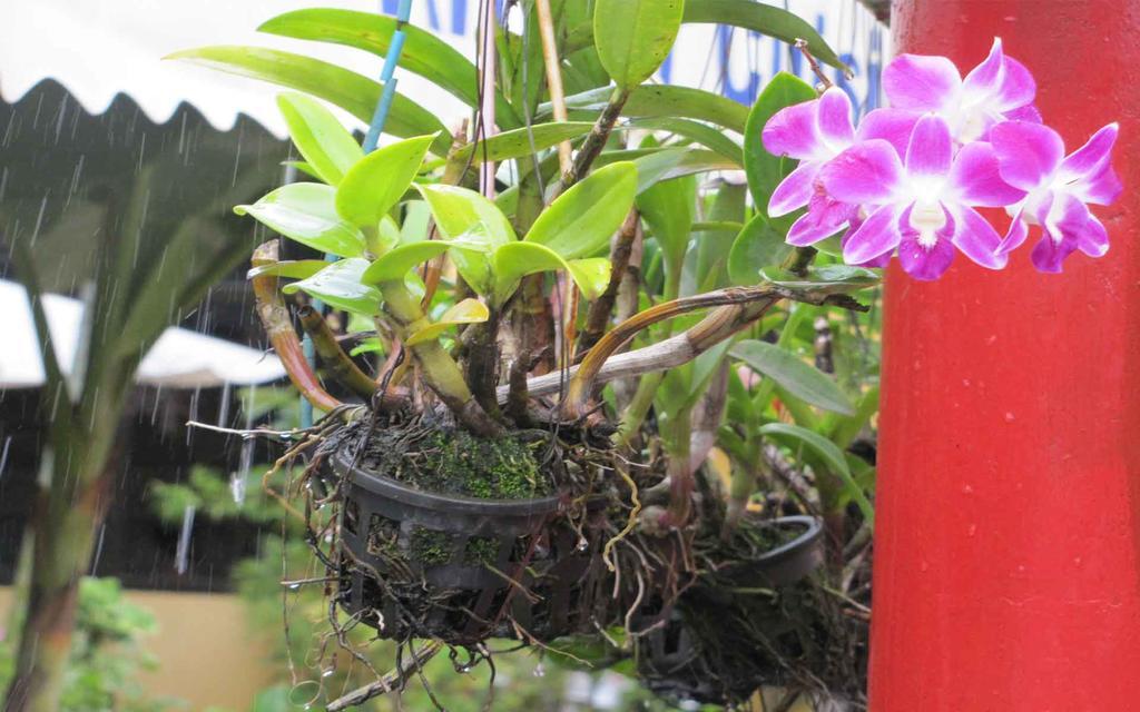 Blossoming Romduol Boutique 2* Siem Reap